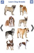 Dog Breeds | Golden Retriever | Rottweiler screenshot 4