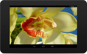 Orchid Wallpapers screenshot 4