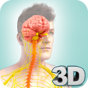 Nervous System Anatomy Pro. Icon