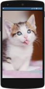 Cute Cat HD Wallpapers screenshot 3