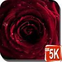 Rosa rossa sfondi HD Icon