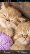 Kittens Live Wallpaper screenshot 1