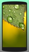 Dew Drop Wallpaper HD screenshot 4