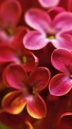 Flowers Wallpaper screenshot 0
