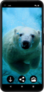 Wallpaper Beruang Kutub screenshot 0