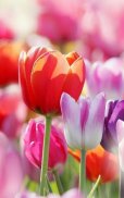 Tulipani Colorati Sfondi screenshot 3