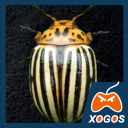 Crash of Colorado Potato Beetle icon