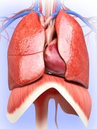 Respiratory System Anatomy Pro. screenshot 5