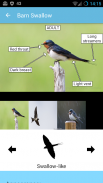BirdID - European bird guide and quiz screenshot 2