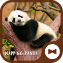 Cute Wallpaper Napping Panda Theme