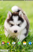 Cute Puppies Live Wallpaper screenshot 9