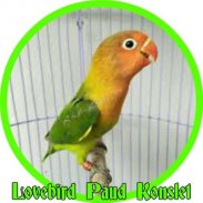 Masteran Lovebird Paud Konslet screenshot 0