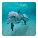 Dolphins Live Wallpaper Icon