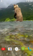 Bear 4K Video Live Wallpaper screenshot 0