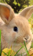 Cute Rabbit Wallpapers screenshot 0