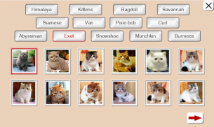 Denk de kat: tegel puzzels screenshot 5