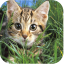 Cute Cats Live Wallpapers Icon