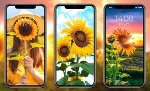 Sunflower Wallpapers screenshot 0