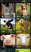 Farm Animals screenshot 0