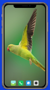 Parrot Wallpaper HD screenshot 4