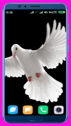 Pigeon Wallpaper Best 4K screenshot 8