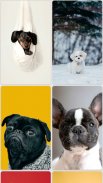 Puppy Wallpapers screenshot 8