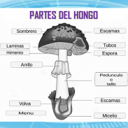 Enciclopedia De Hongos screenshot 1