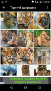 Tiger Hd Wallpapers screenshot 6