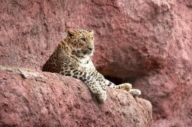 Jaguar wallpapers screenshot 0