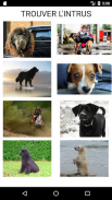 Quiz de culture générale sur les races de chiens screenshot 1