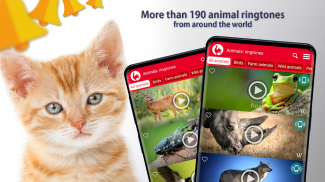 Animals: Ringtones screenshot 8
