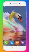 Swan Wallpaper HD screenshot 11