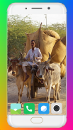 Bullock Cart Wallpaper Full HD screenshot 8