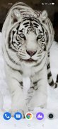 White Tiger Wallpaper Hd screenshot 3