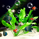 Aquarium Live Wallpaper 3D Icon