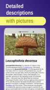 Edible mushroom screenshot 1