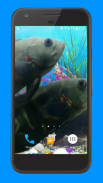 Oscar Fish Aquarium Video 3D screenshot 2