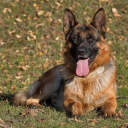 German Shepherd Dog Wallpapers