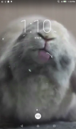 Bunny Licks Screen Wallpaper screenshot 2