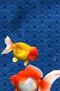 Gold Fish 3D free LWP screenshot 0