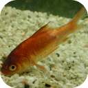 Fish Diseases icon