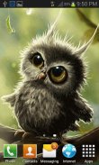 Cute Small Owl LWP screenshot 1