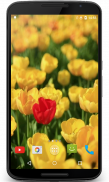 Tulips Video Live Wallpaper screenshot 0