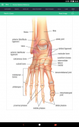 Human Skeleton Reference Guide screenshot 8