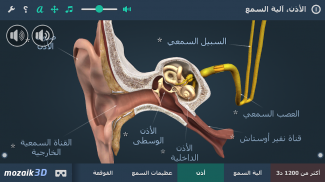 الأذن و آلية السمع 3د screenshot 3