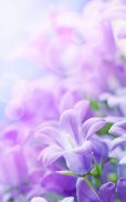 Lilac Flowers Live Wallpaper screenshot 3