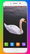 Swan Wallpaper HD screenshot 13