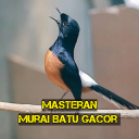 Masteran Murai Batu Gacor Icon