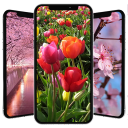 Spring Wallpapers Icon