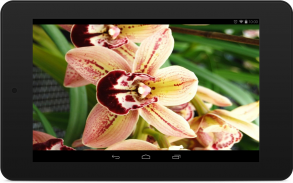 Orchid Wallpapers screenshot 5